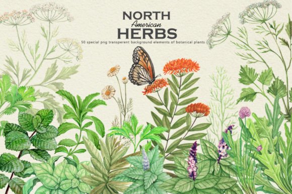 Watercolour North American Herbs: A Botanical Art Collection